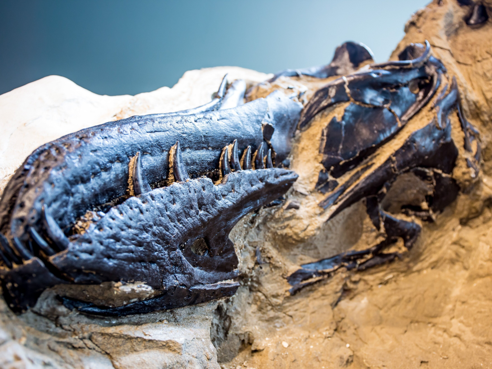 New fossil reveals T. rex had a rival predator